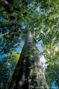 Cypress of the Senate        